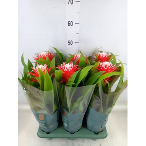 Guzmania  'Hope'