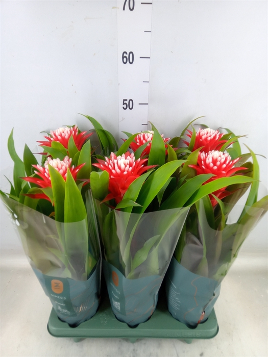 <h4>Guzmania  'Hope'</h4>