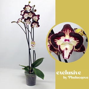 Klementine 2-tak 65cm (RIJP)