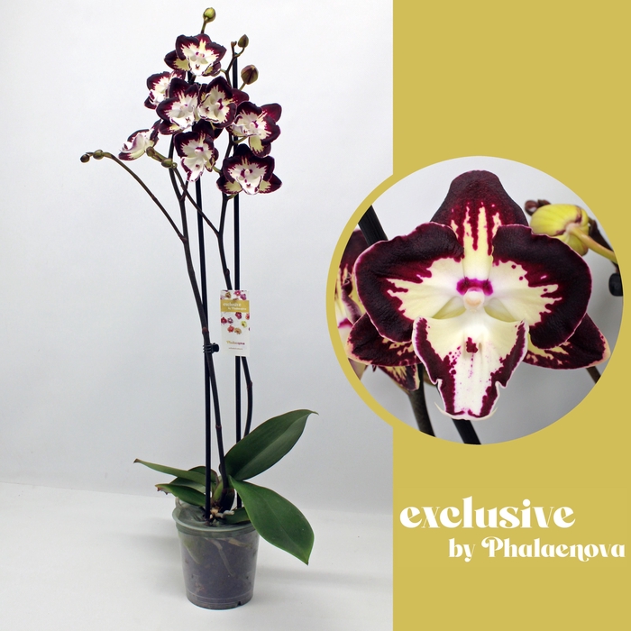 <h4>Klementine 2-tak 65cm (RIJP)</h4>