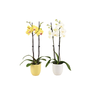 Hugo Citrus/White Phal Geel/Wit 2T14+