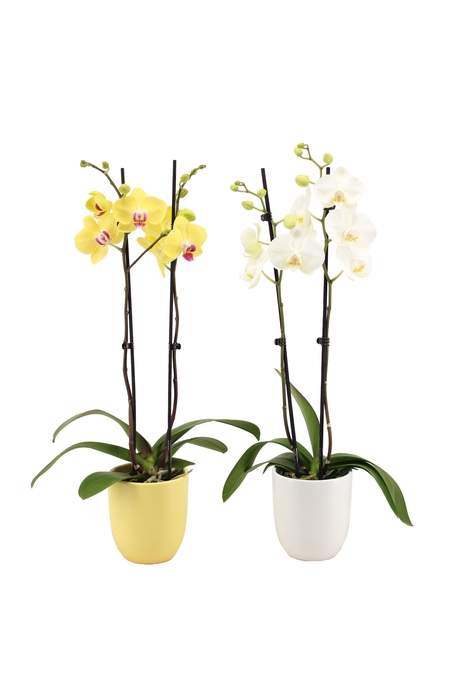 <h4>Hugo Citrus/White Phal Geel/Wit 2T14+</h4>