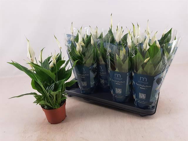 <h4>SPATH BELLINI</h4>