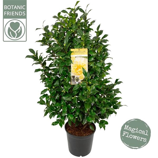 <h4>Camellia wil. 'Jury's Yellow'</h4>