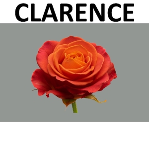 R GR CLARENCE+