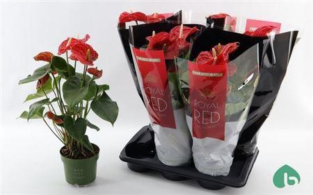 <h4>Anthu An Madural 6 Bloemen+</h4>