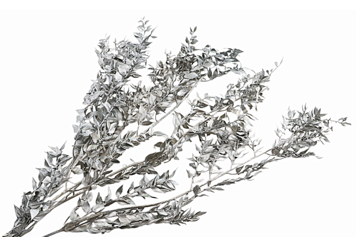 Ruscus Preserved Platinum