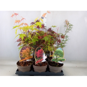 Acer palmatum