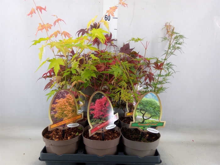 <h4>Acer palmatum</h4>