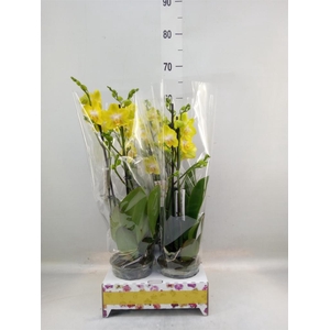 Phalaenopsis   ...yellow