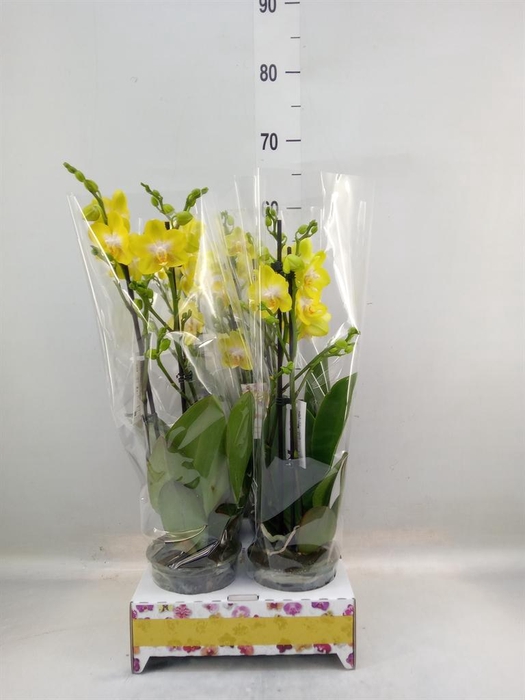 <h4>Phalaenopsis   ...yellow</h4>