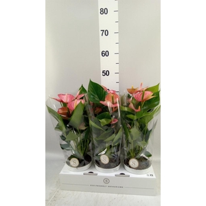 Anthurium andr. 'Livium Brillante'