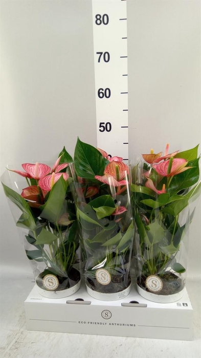 <h4>Anthurium andr. 'Livium  Brillante'</h4>