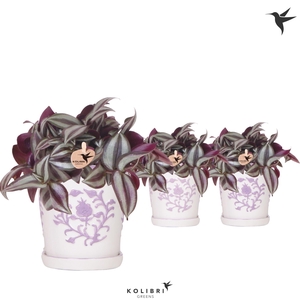 Trad Zebrina Keramiek Malaga