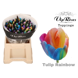 TU EN RAINBOW RV