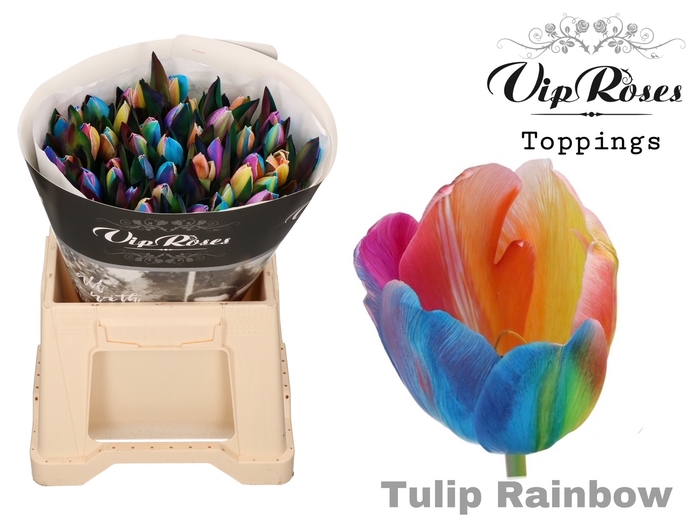 <h4>Tu En Vip Rainbow</h4>