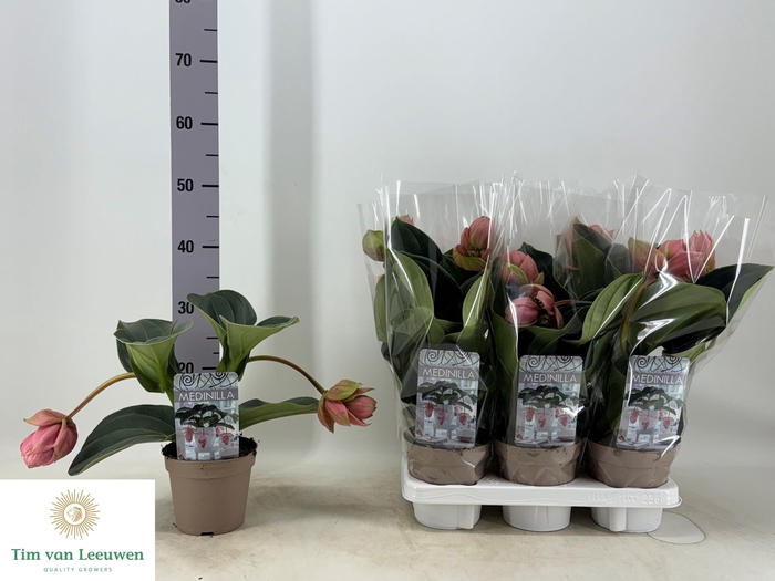 <h4>MEDIN CANDY</h4>