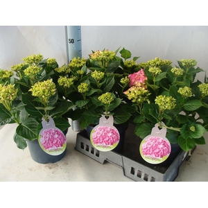 Hydrangea mac.   ...