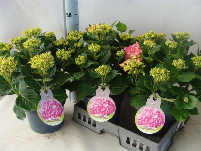 <h4>Hydrangea mac.   ...</h4>