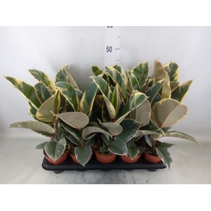 Ficus elastica 'Tineke'