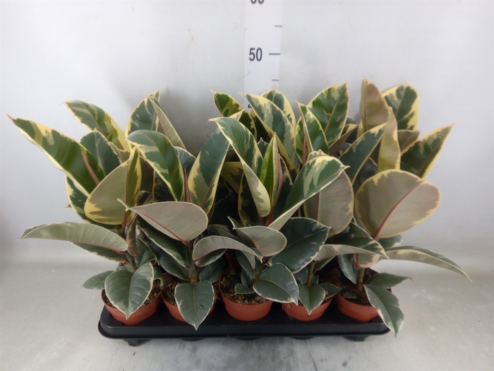 <h4>Ficus elastica 'Tineke'</h4>