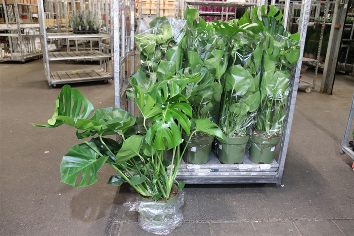 <h4>arr8 Monstera Deliciosa</h4>