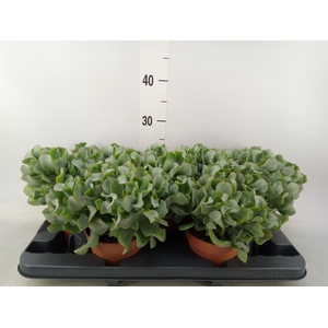 Crassula arborescens