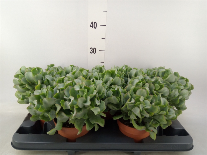 <h4>Crassula arborescens</h4>