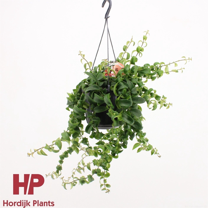 <h4>Aeschynanthus  'Rasta'</h4>