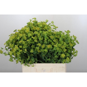 Bupleurum Griffithii