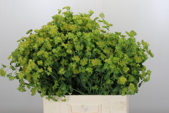 <h4>Bupleurum Griffithii</h4>