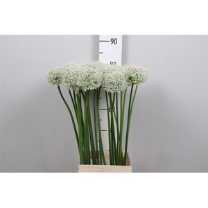 Allium Mount Everest
