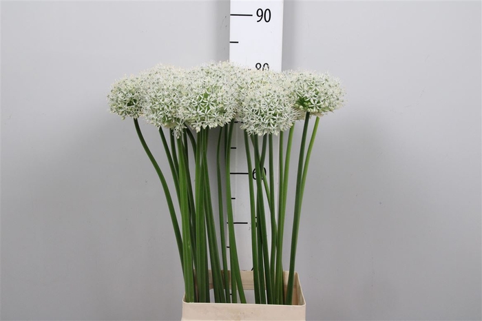<h4>Allium Mount Everest</h4>