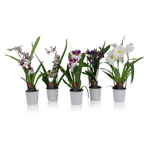 Inca Orchid Purple Pleasure mix 1 spike incl. cascade 9 cm