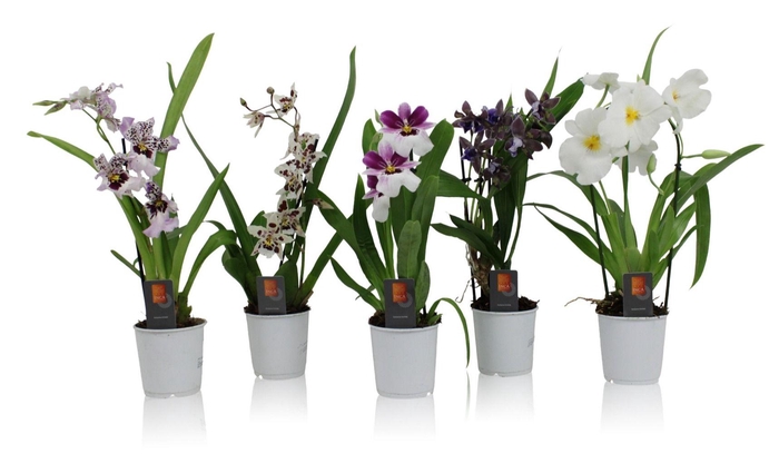 <h4>Inca Orchid Purple Pleasure mix 1 spike incl. cascade 9 cm</h4>