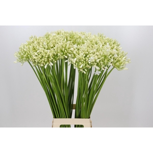 Agapanthus Casablanca