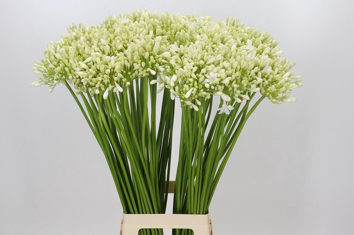 <h4>Agapanthus Casablanca</h4>