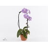 ShapeZ - Phalaenopsis HeartZ Mix 2t in Potcover