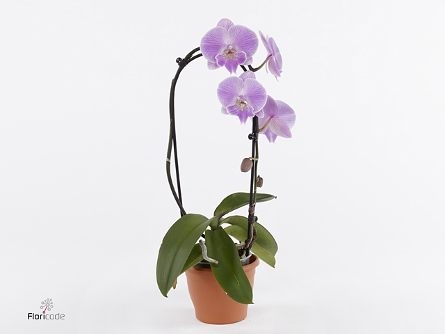 ShapeZ - Phalaenopsis HeartZ Mix 2t in Potcover