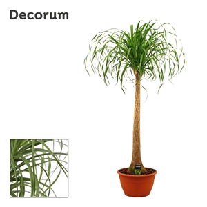 Beaucarnea recht 30 cm(Decorum)