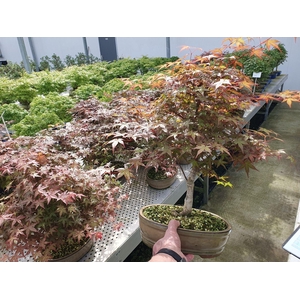 Acer palmatum Deshojo