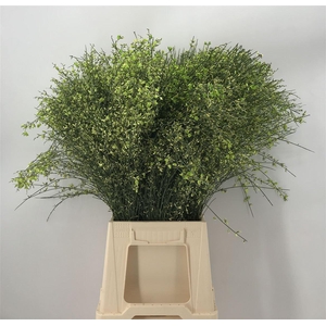 GENISTA 200 GR GREEN