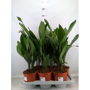 Aspidistra elat.