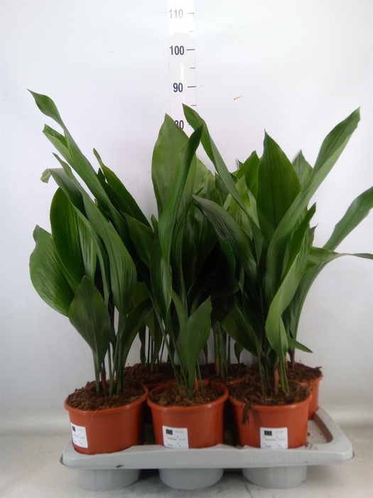 <h4>Aspidistra elat.</h4>