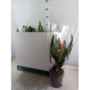 Aechmea   ...mix