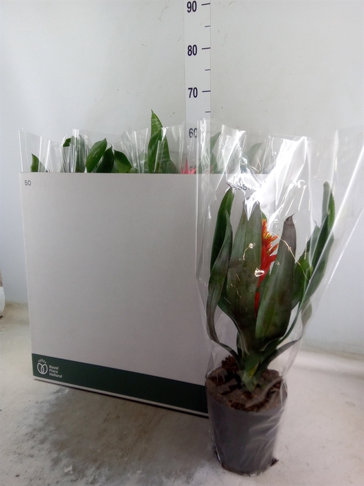 <h4>Aechmea   ...mix</h4>
