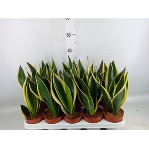 Sansevieria trifa. 'Black Gold'