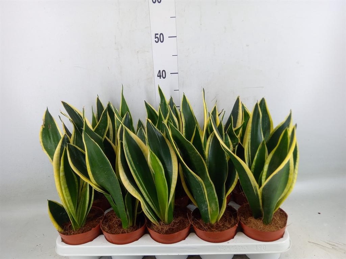 <h4>Sansevieria trifa. 'Black Gold'</h4>