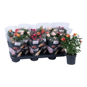 Nolina Special Roses Ø 10,5 cm. Mix stage 2-3