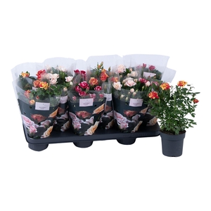 Nolina Special Roses Ø 10,5 cm. Mix stage 2-3